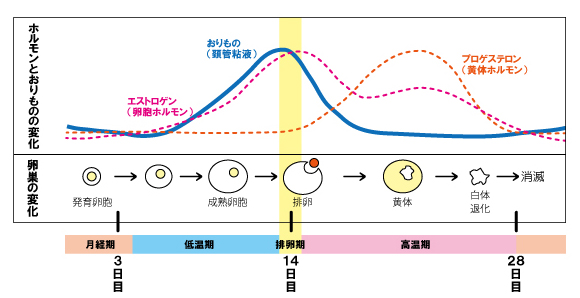 排卵日おりもの